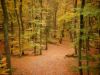 Herbstlicher Buchenwald im Nationalpark Jasmund bei Prora